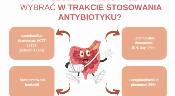 Zranione jelita potrzebują wsparcia. Wybierz szczep lacidofil, np. Lactobacillus rhamnosus, by odbudować florę bakteryjną.