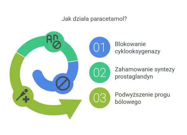 Schemat działania paracetamolu: blokuje cyklooksygenazę, hamuje syntezę prostaglandyn, podwyższa próg bólowy. Nie jest to lek na spazmolinę.