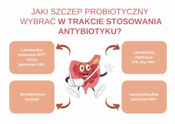 Zranione jelita potrzebują wsparcia. Wybierz szczep lacidofil, np. Lactobacillus rhamnosus, by odbudować florę bakteryjną.